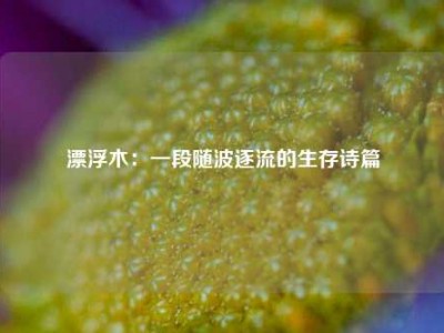 漂浮木：一段随波逐流的生存诗篇